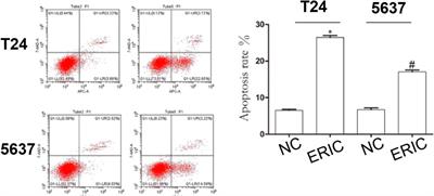 Up-Regulating ERIC by CRISPR-dCas9-VPR Inhibits Cell Proliferation and Invasion and Promotes Apoptosis in Human Bladder Cancer